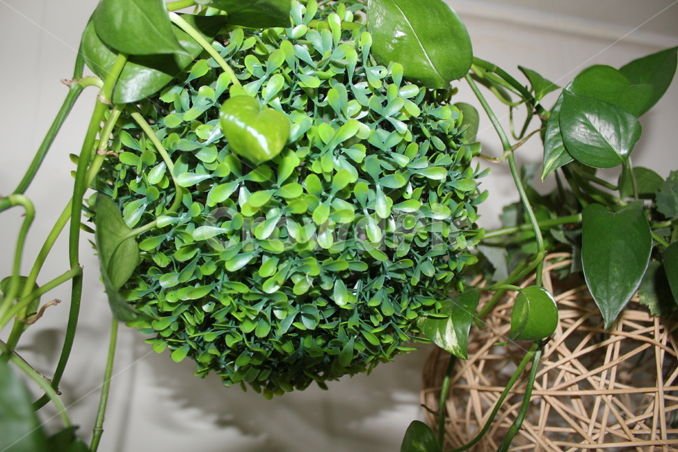 조화,녹색,덩굴식물,식물,plant,인테리어