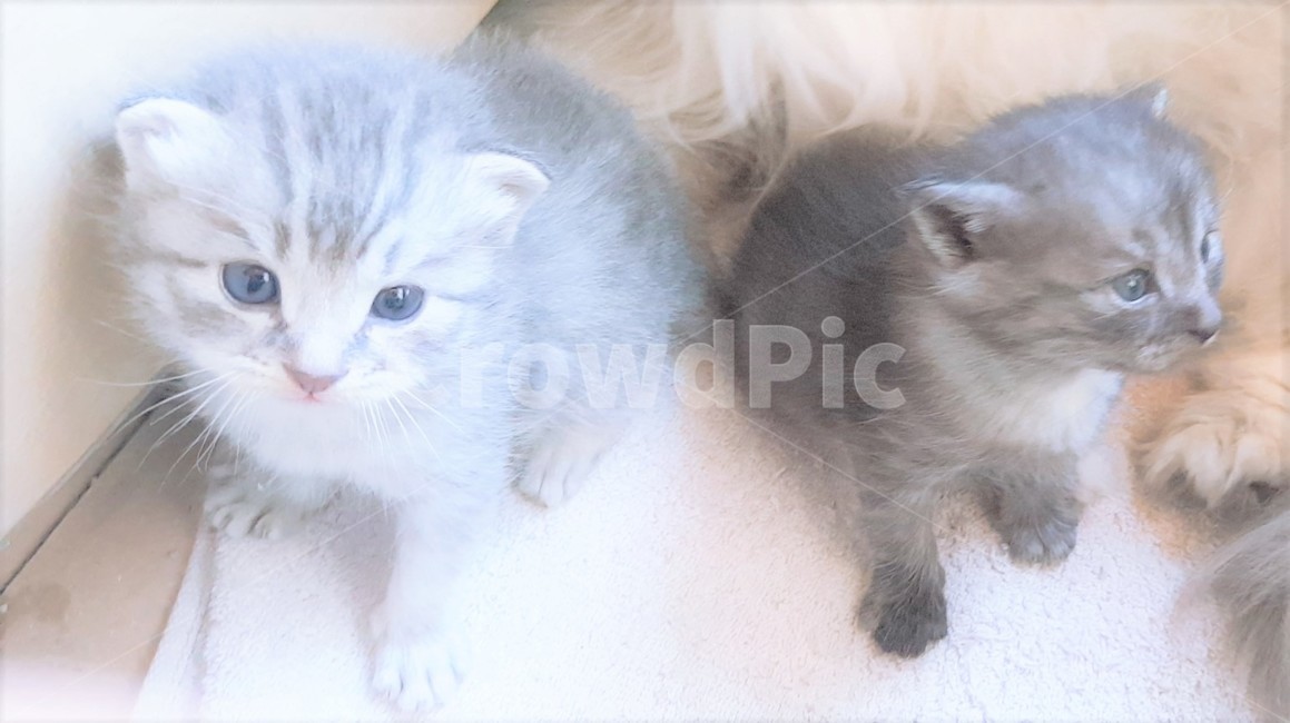 cat,고양이,pet,애완동물,animal,동물,kitten,고양이새끼,포유류