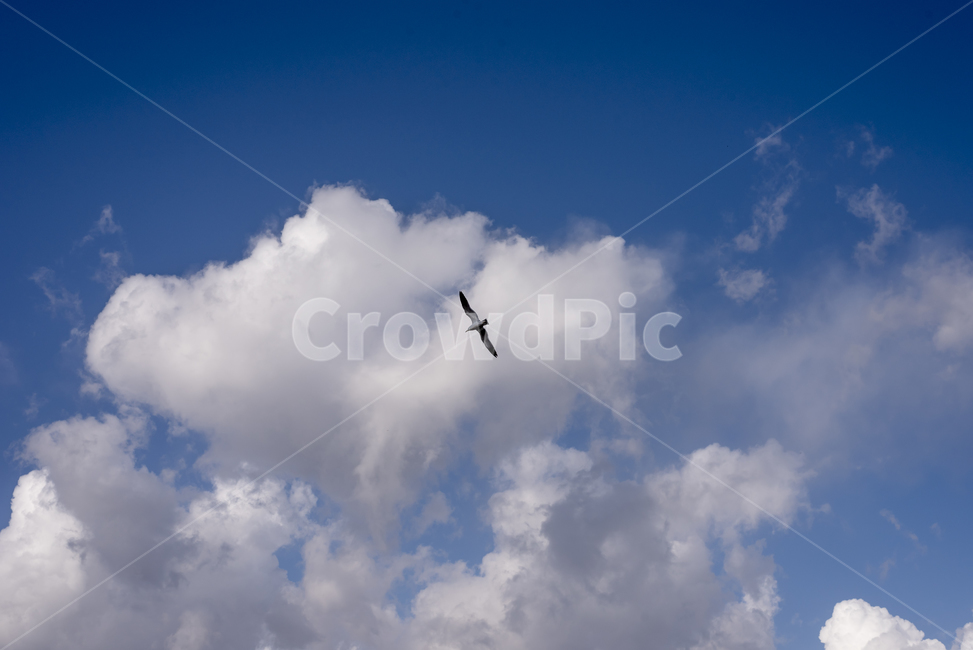 하늘배경,파란,구름,하늘,새,맑음,높은하늘,궁개구름,cloud,갈매기,옥외,outdoors,nature,자연,weather,sky,cumulus,bird,flying