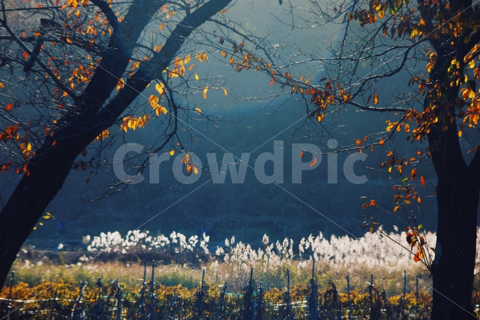 가을,정취,햇빛,갈대,단풍,낙엽,자연오후,가을,계절,fall,autumn,season,자연,풍경,nature,landscape,식물,plants,나무,trees,wood,감성,sensible,feeling,grass,잔디,plant,tree