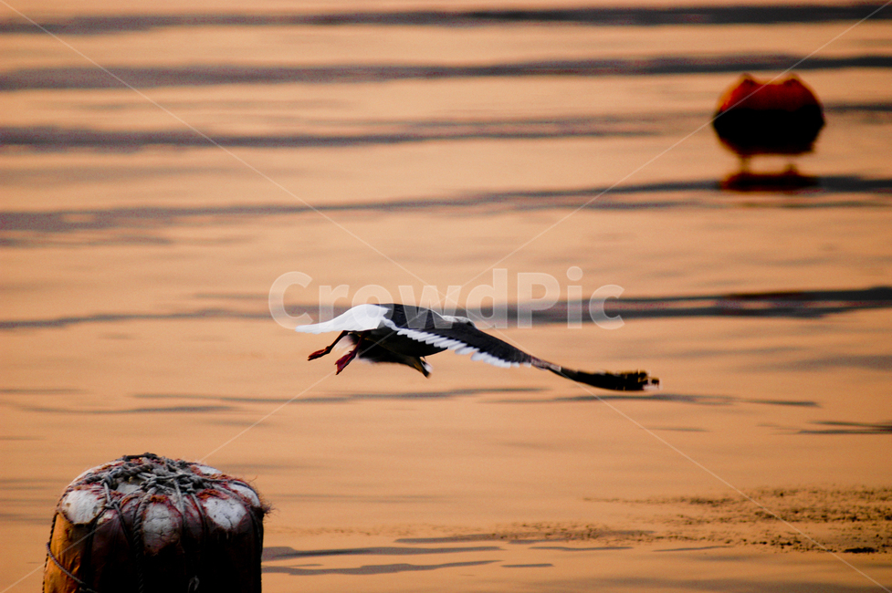 bird,비열한,해양생물,flying,나는,turtle,터틀,sealife,reptile,동물,animal,새,동물,animal,조류,새,birds