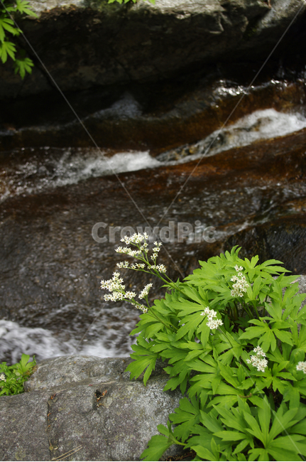 꽃,바위,잎,flower,plant,식물,자연,plants,nature