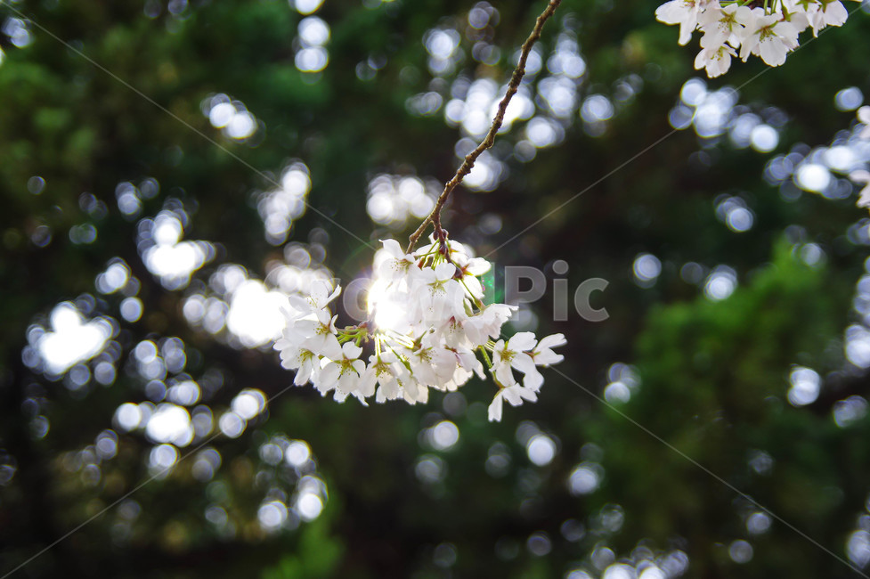 봄꽃,벛꽃,봄꽃축제,벛꽃축제,빛갈라짐,봄,계절,spring,season,식물,자연,plants,nature,꽃,flower,plant