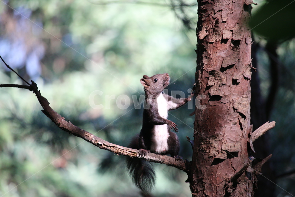 산,동물,청설무,나무,기립,포즈,동물,animal,포유류,mammal