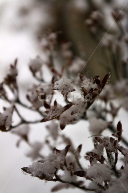 겨울,눈,나뭇가지,나무,식물,겨울,계절,winter,season