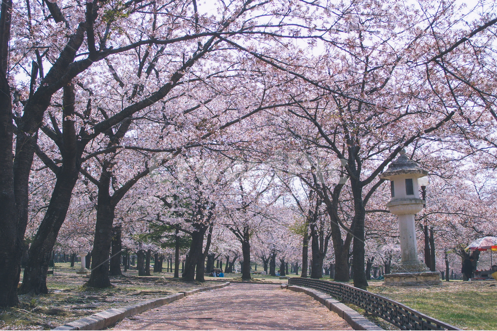 경북,경주,불국사,벚꽃,꽃길,산책로,blossom,flower,봄,계절,spring,season,plant,식물,꽃