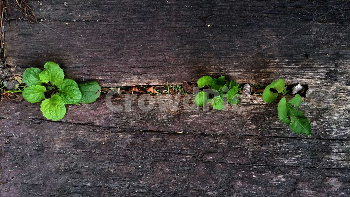 바닥,plant,식물,leaf,잎,생동하는잎