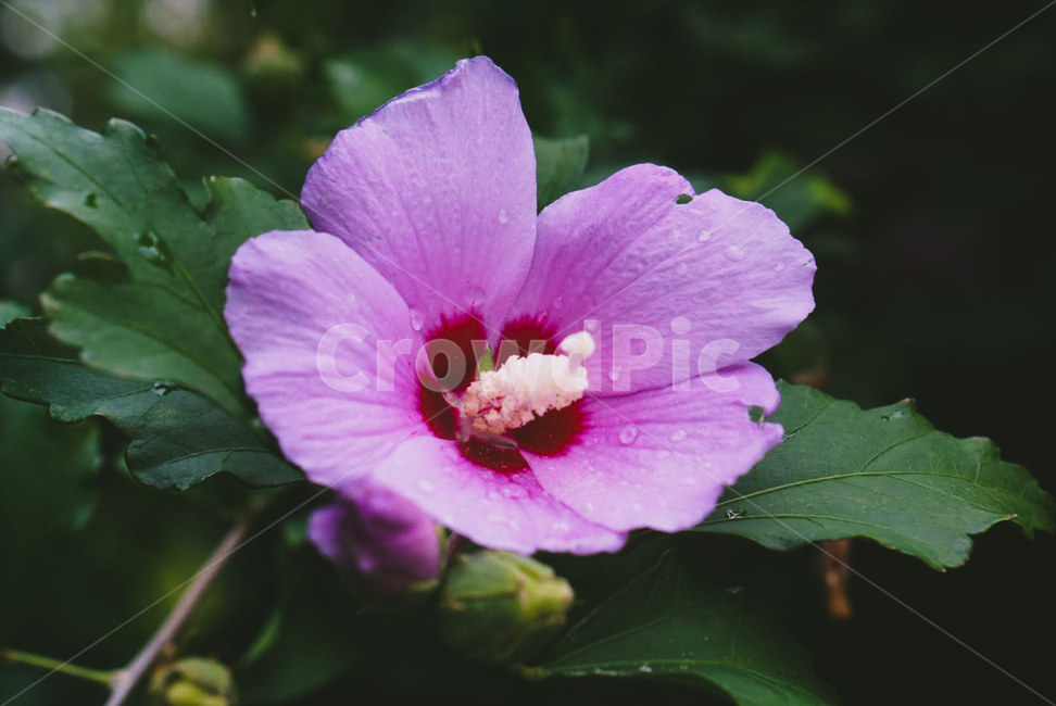 무궁화,꽃,rain,flower,비오는날,식물,자연,plants,nature,꽃,flower,비,비오는날,rain,rainy