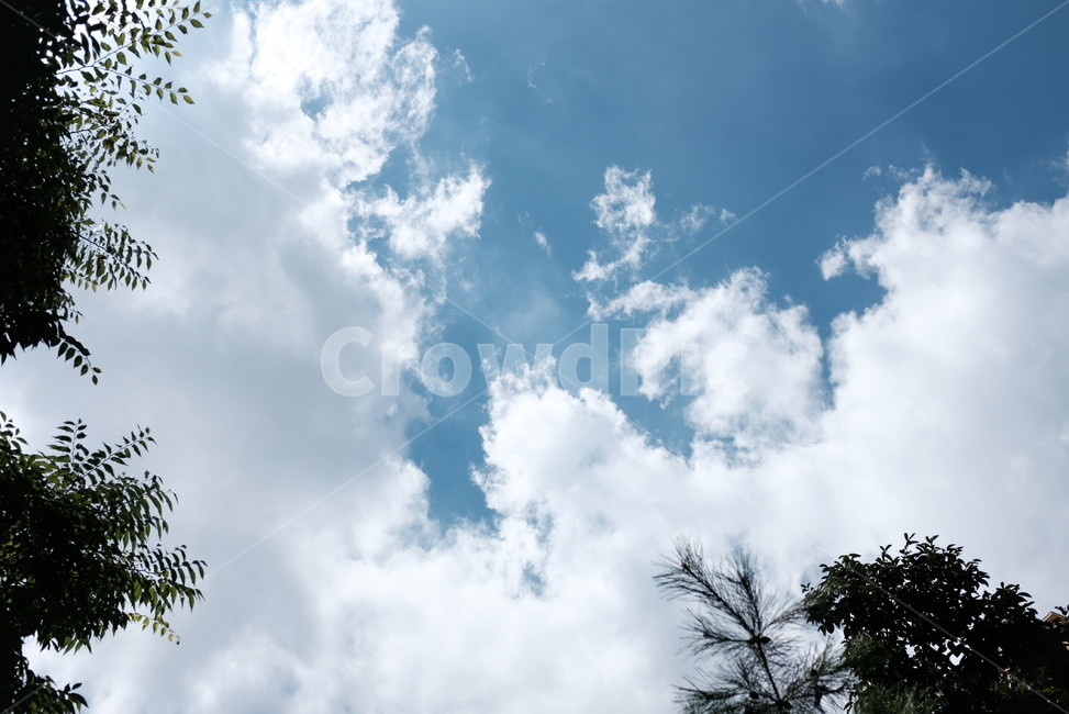 하늘,구름,푸름,맑음,나무,자연,풍경,nature,landscape,outdoors,옥외,tree,plant,식물
