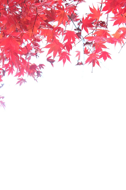 단풍,maple,나무,leaf,잎,식물,tree