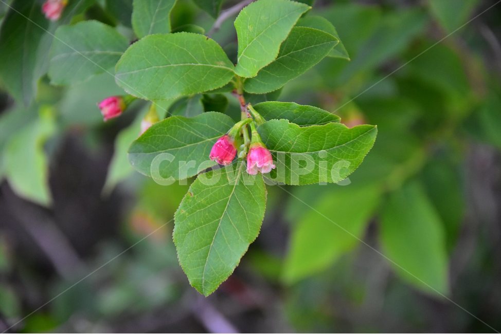 산앵도나무,야생화,꽃,식물,자연,생태,플라워,flower,plants,nature,식물,자연,plants,nature,꽃,flower