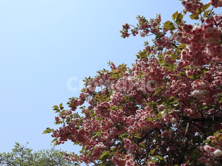 봄,꽃,벚꽃,flower,spring,감성,왕벚꽃,겹벚꽃,자연,nature,힐링,sakura,식물,자연,plants,nature,꽃,flower