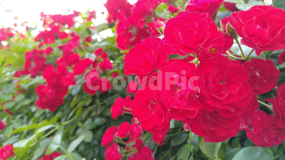 장미,붉은장미,꽃,붉은색,녹색,장미축제,식물,배경,감성,계절,사랑,rose,redroses,flower,red,green,rosefestival,flants,background,emotional,season,love