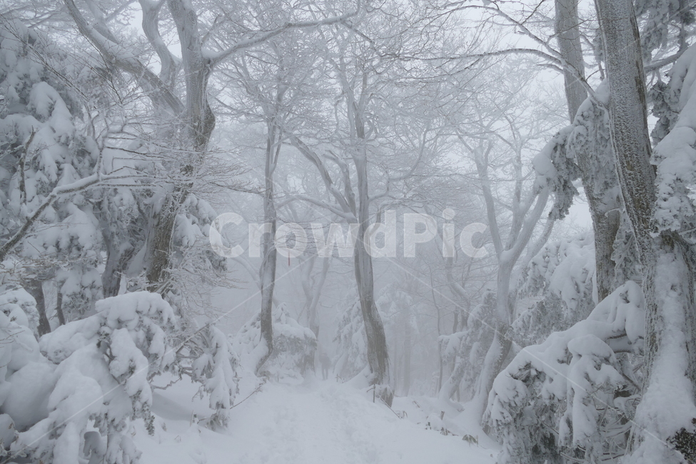 한라산,겨울산,설산,눈내린산,눈꽃,겨울,계절,winter,season,자연,풍경,nature,landscape,outdoors,옥외,storm,폭풍,snow,눈,blizzard,눈보라