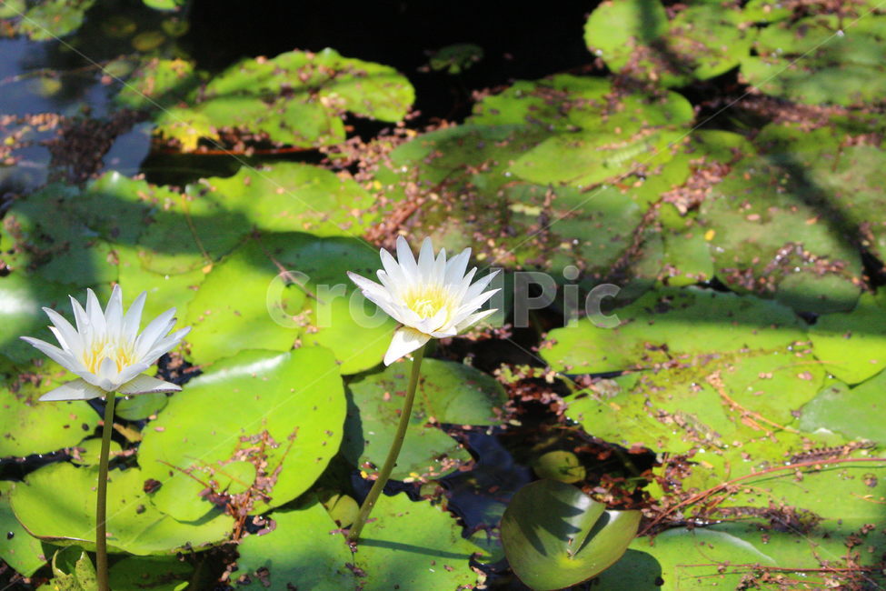 꽃,식물,연꽃,연못,하얀꽃,햇빛,식물,자연,plants,nature,꽃,flower