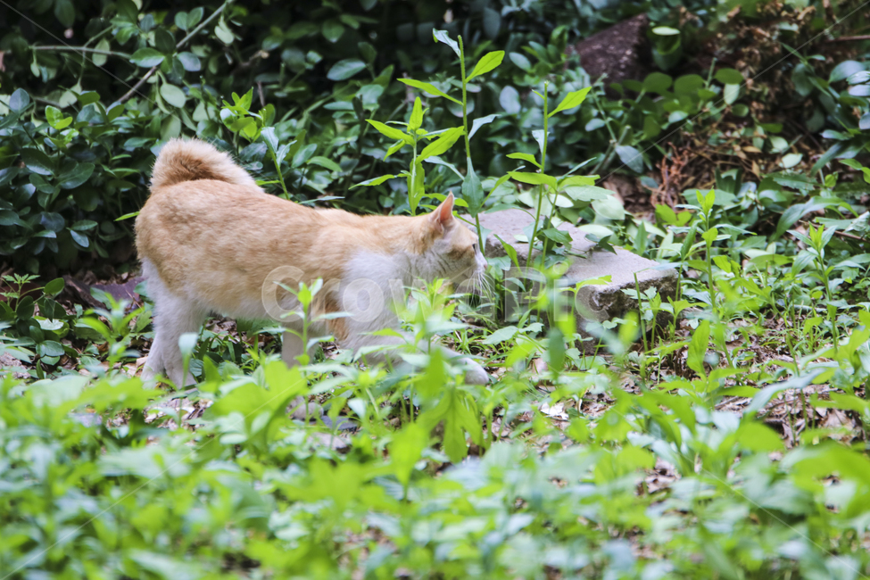 고양이,치즈냥,길고양이,길냥이,애완동물,반려동물,동물,cat,자연,동물,animal,포유류,mammal,고양이,cat,kitten,kitty