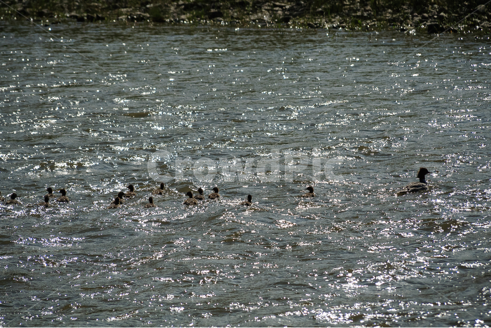 오리,가족,야생,호수,강,물,동물,animal,조류,새,birds