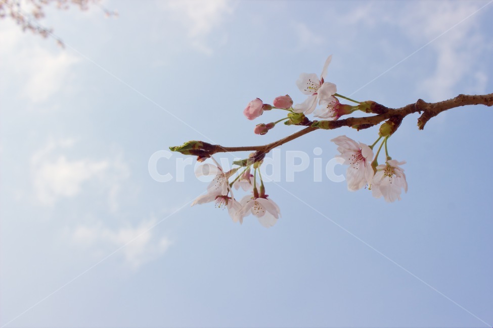 벚꽃,봄,하늘,cherryblossom,꽃,꽃잎,가지,봄,계절,spring,season,식물,자연,plants,nature,꽃,flower,plant,blossom