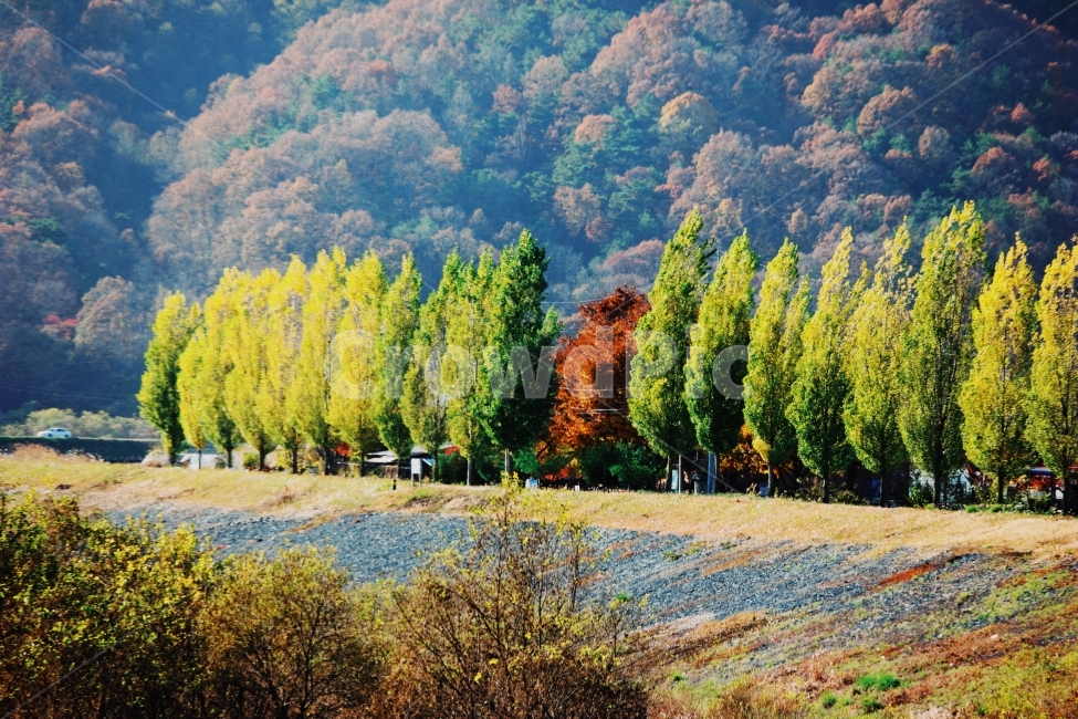 가을,풍경,가로수,나무,단풍,경치,강,고요,아침,경관,자연,풍광,nature,landscape,한국자연풍경,한국자연경관,koreanaturelandscape,감성,감정,sensible,feeling,emotion,계절,season,마을,rural,한국전통,한국문화,koreatraditional,koreaculture,plant,trees,wood,가을,계절,fall,autumn,season,자연,풍경,nature,landscape,한국자연풍경,한국자연경관,korea nature landscape,tree,식물,abies,아비,fir,전나무,conifer,구과 식물
