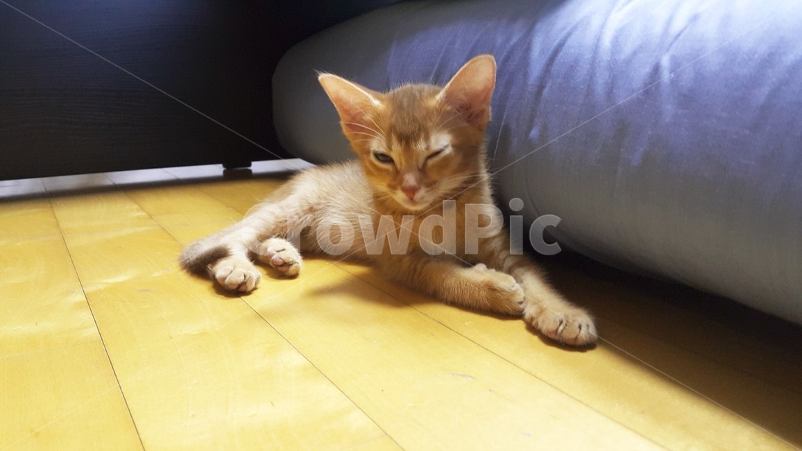 고양이,집사,동물,애완,cat,윙크,귀여움,사랑,애교,애기,아비시니안,감성,감성사진,고양이,cat,kitten,kitty