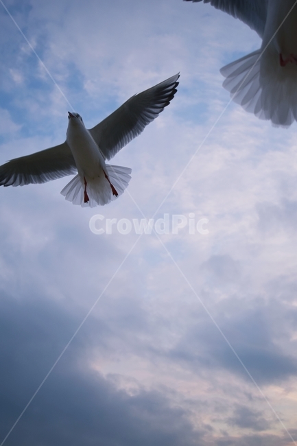 새,동물,갈매기,bird,animal,seagull,동물,animal,조류,새,birds