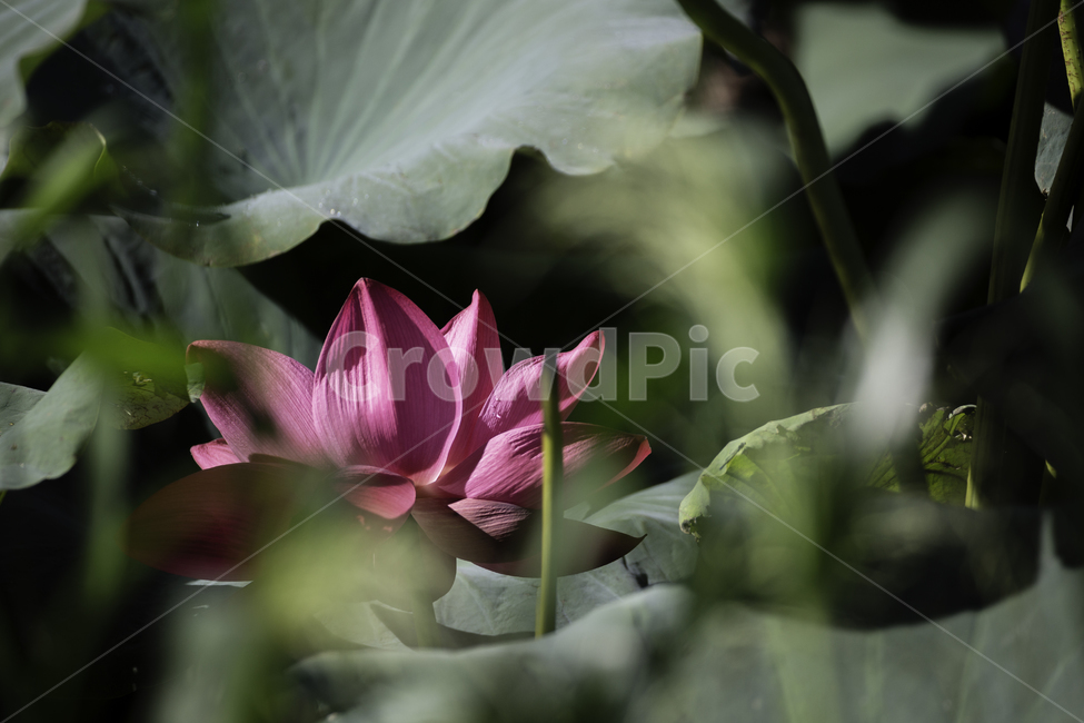 자연,여름,꽃,연꽃,감성,식물,자연,plants,nature,꽃,flower