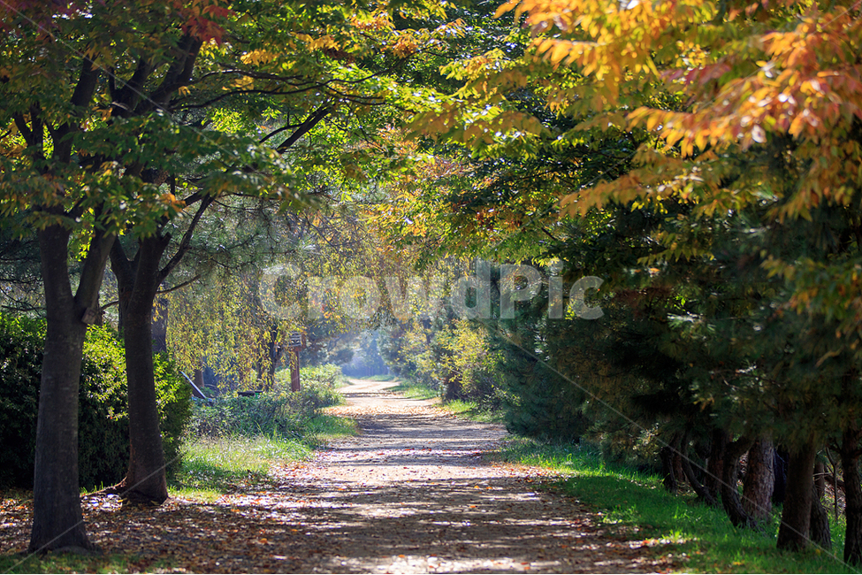 자연,가을,단풍,숲,숲길,가을,계절,fall,autumn,season,자연,풍경,nature,landscape,tree,나무,plant,식물,tree trunk,나무 줄기
