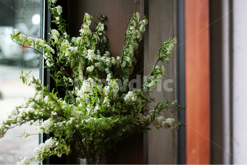 꽃,봄,카페,화사한,다채로운,꽃다발,꽃송이,봄꽃,식물,식물,자연,plants,nature,꽃,flower,실내용화초,화분,화초,house plant,인테리어,실내디자인,interior design