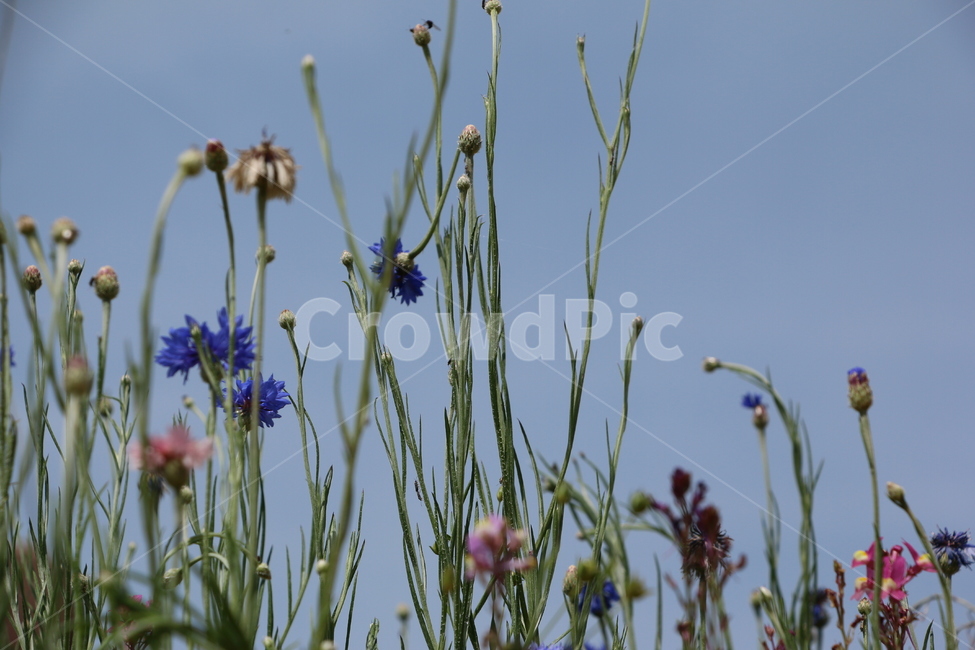 꽃,식물,자연,감성,색감,plant,grass,잔디,하늘,보라색,보라빛,보라색꽃,줄기,flower,blossom,nature,sky,식물,자연,plants,nature,꽃,flower