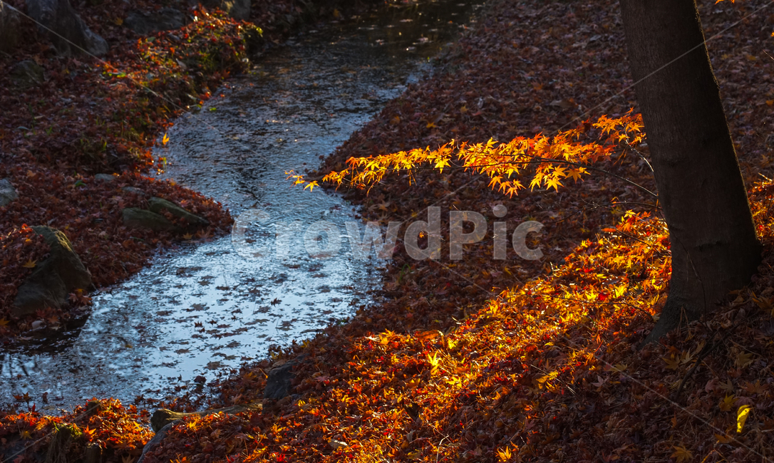 가을,단풍,계절,나무,자연,식물,가을,계절,fall,autumn,season,식물,자연,plants,nature,leaf,잎,plant,tree,maple