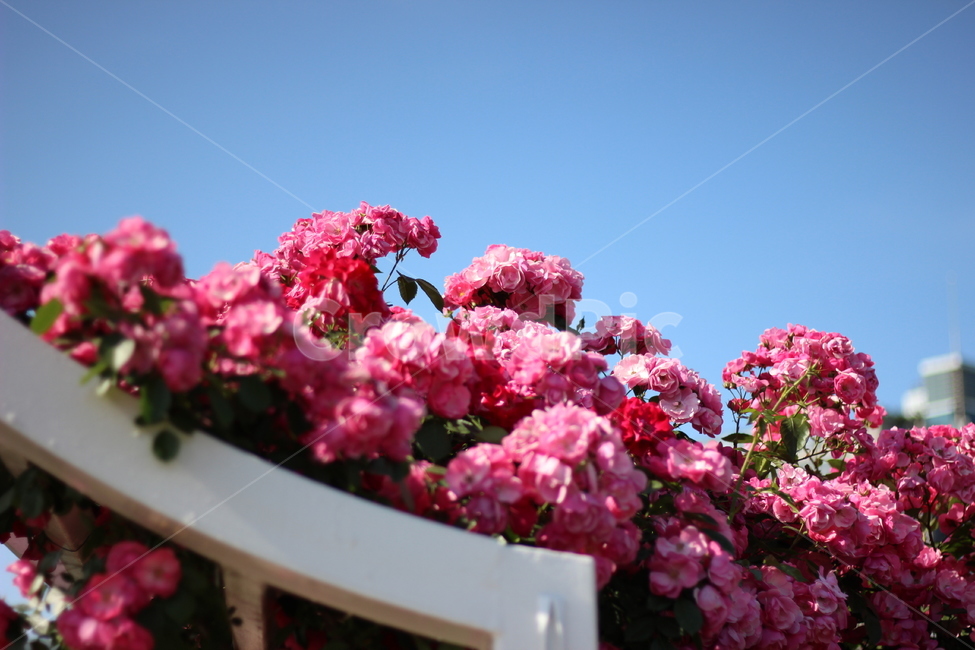 봄,봄꽃,꽃,장미,플라워,분홍,분홍색,spring,flower,rose,pink,pinkcolor,식물,자연,plants,nature,꽃,flower