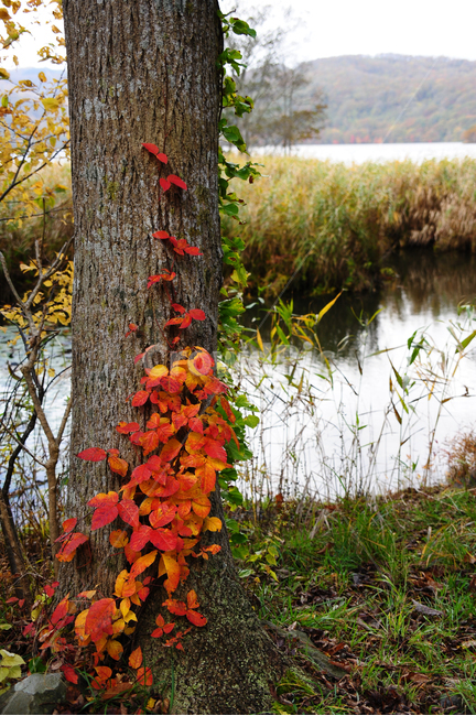 일본,홋카이도,오누마공원,단풍,가을,나무,줄기,가을,계절,fall,autumn,season,식물,자연,plants,nature,나무,trees,wood,plant,tree