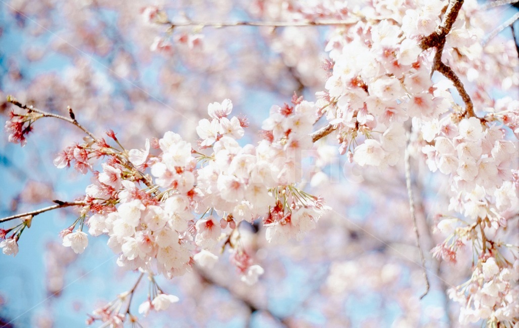 벚꼿,꽃,식물,flower,plant,봄,계절,spring,season