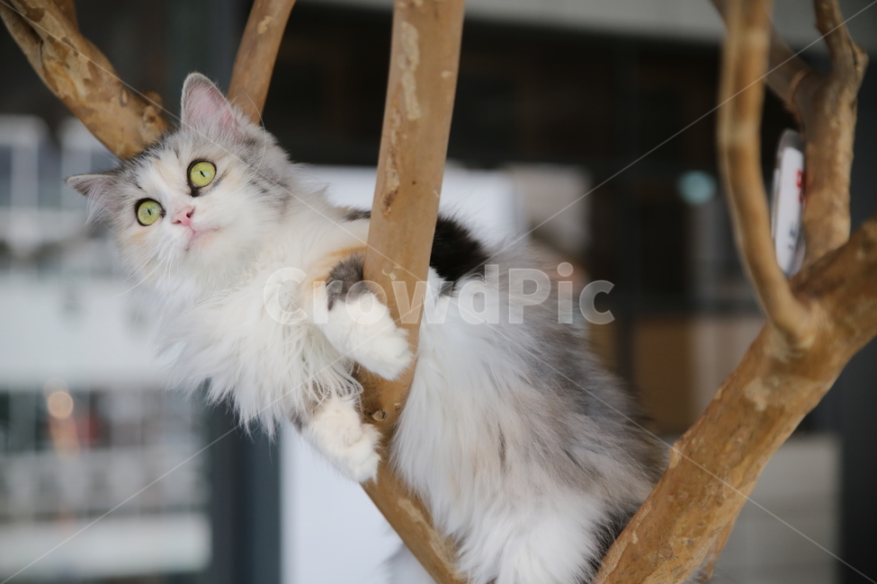 고양이,귀여움,발톱,야옹,애교,cat,kitten,이빨,눈동자,털,잠자기,새끼,착지,점프,재빠름,물기,핥기,꼬리