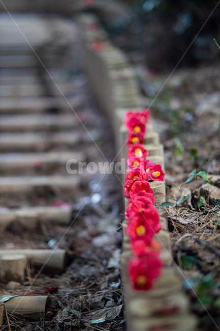 flower,plant,식물,ground,바닥,식물,자연,plants,nature,꽃,flower