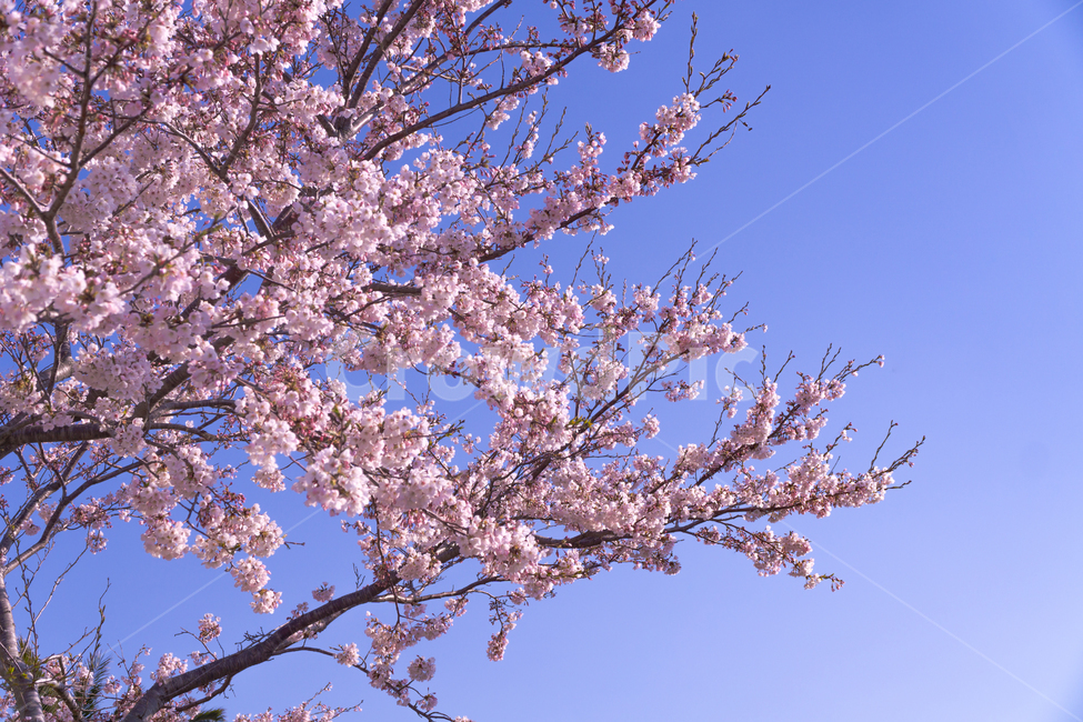 벚꽃,봄,벚꽃나무,벚꽃놀이,꽃나무,제주도,봄,계절,spring,season,plant,식물,blossom,꽃,flower