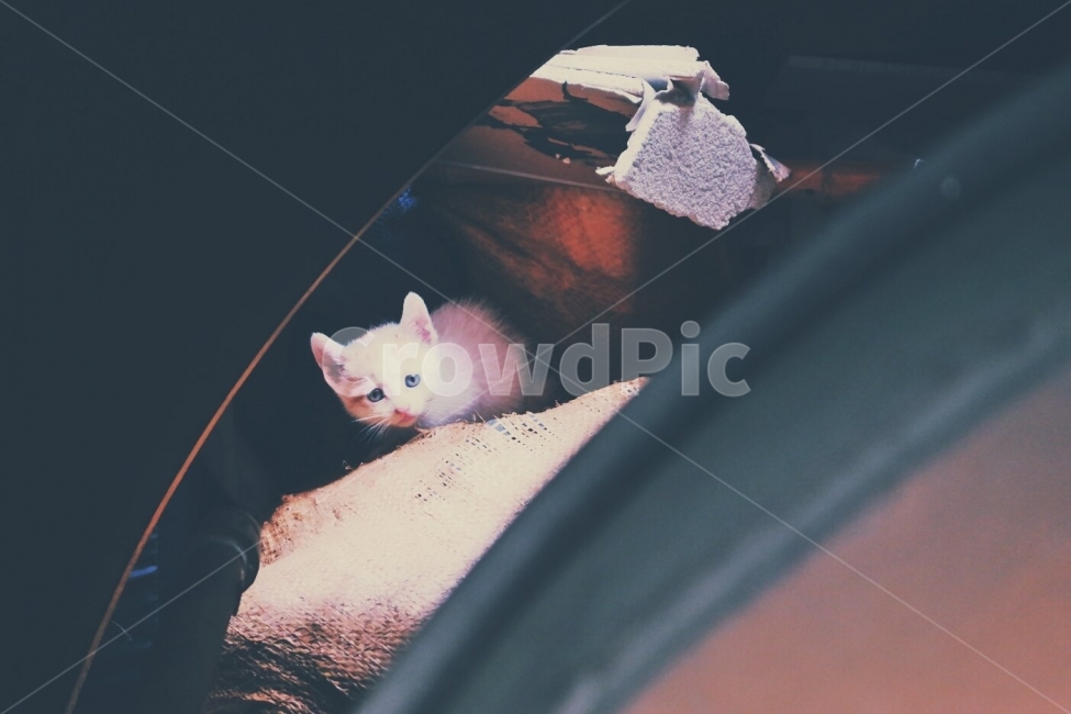 고양이,길고양이,길냥이,아기고양이,새끼고양이,동물,animal,포유류,mammal,고양이,cat,kitten,kitty