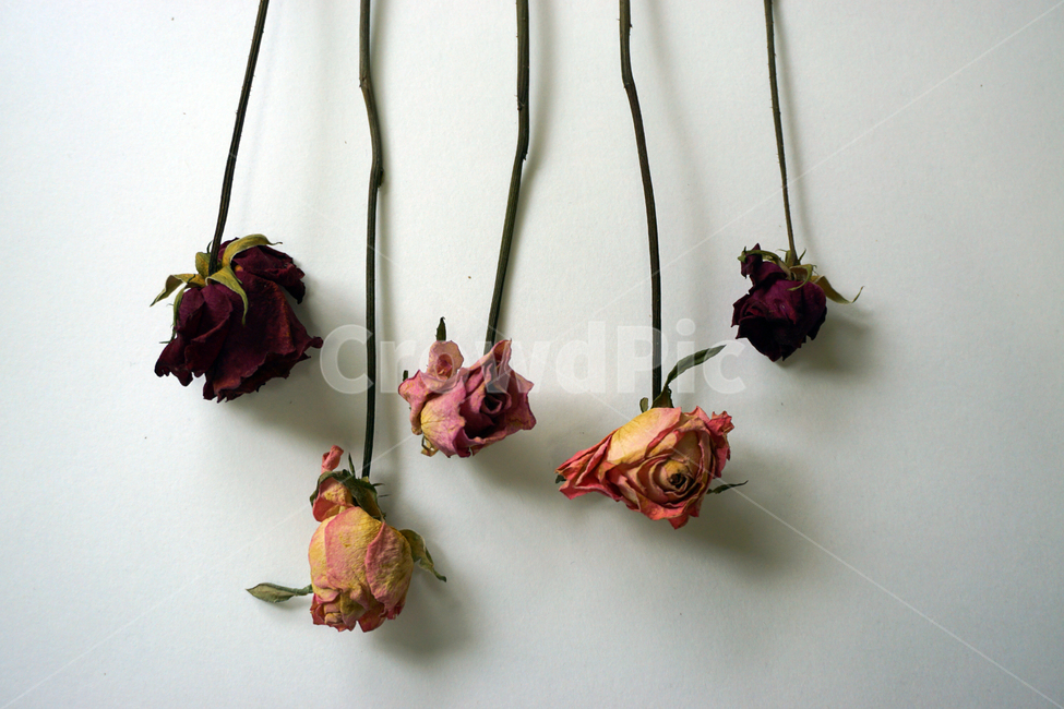 말린장미,말린꽃,장미,드라이플라워,장식,식물,꽃,꽃,flower