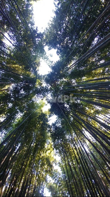 대나무,하늘,날씨,초록,나무,tree,bamboo,sky,light,weather