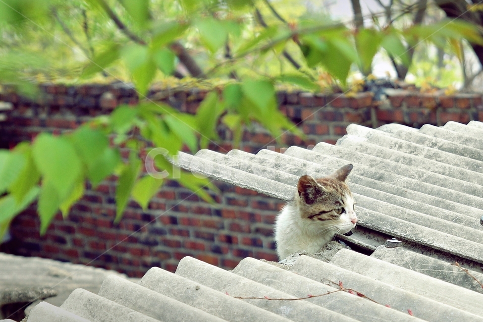 고양이,지붕,길고양이,길냥이,냥이,cat,빼꼼,귀여움,cute,동물,animal,포유류,mammal,고양이,cat,kitten,kitty