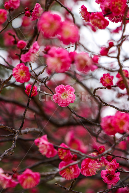 홍매화,벚꽃,식물,꽃,봄,식물,자연,plants,nature,꽃,flower