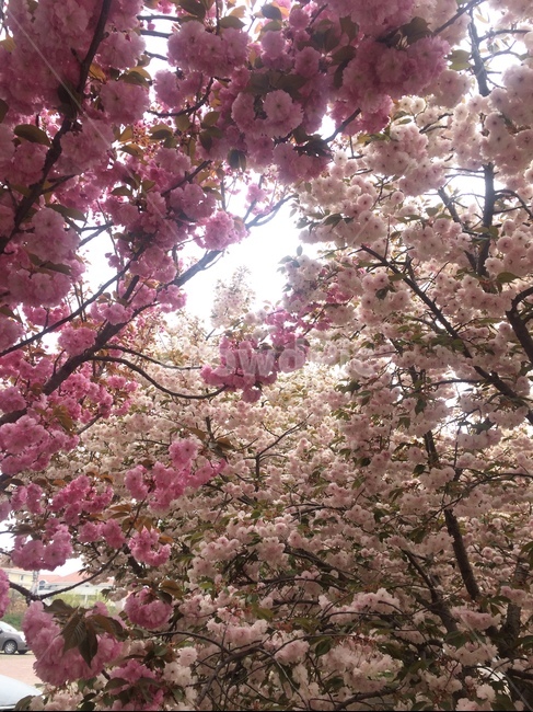꽃나무,벚꽃,한가득,봄,하늘,자연,봄,계절,spring,season,식물,자연,plants,nature,꽃,flower,plant,blossom,cherry blossom