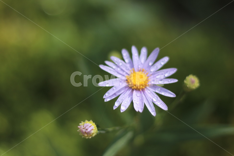 구절초,가을꽃,식물,꽃,가을녹색,보라색,가을,계절,fall,autumn,season,식물,자연,plants,nature,꽃,flower,plant,daisies,데이지,blossom,daisy