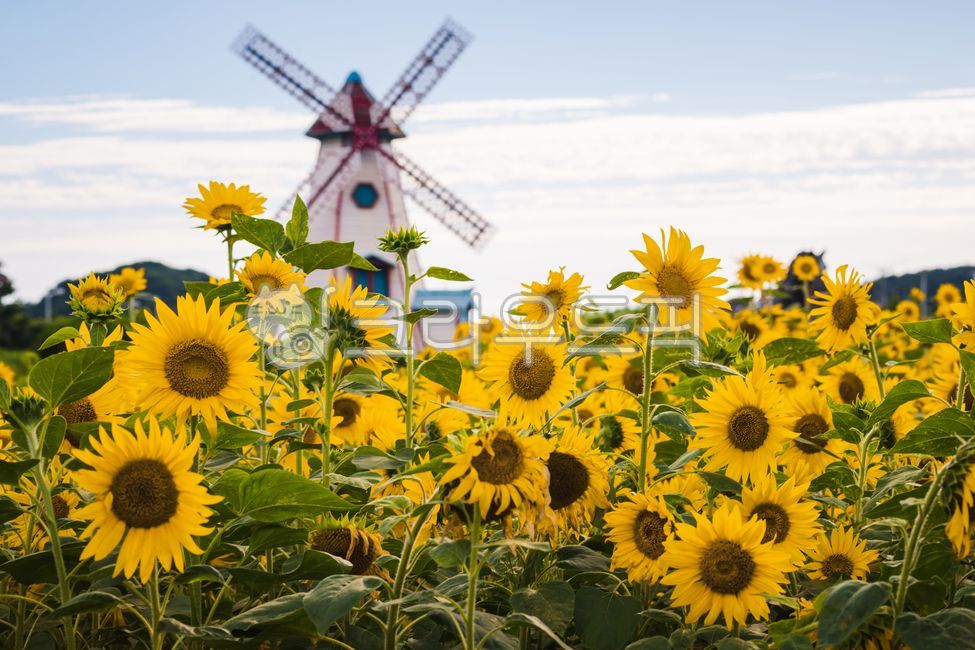 plant,sunflower flower,sunflower field,Haerabari scenery,sunflower,flower