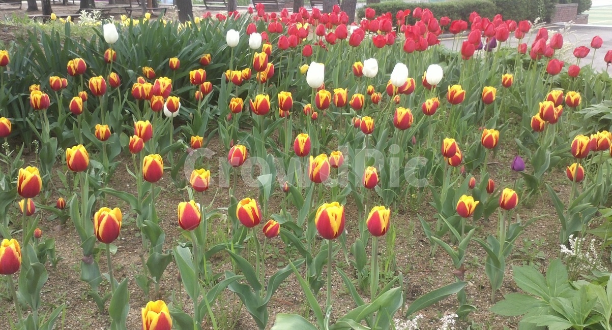 튤립,tulip,백합과,식물,꽃,구근초,여러해살이화초,식물,자연,plants,nature,꽃,flower