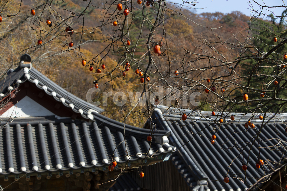 산사,절,배경,이미지,감,단감,기와,지붕,가을,계절,산,나무,기와집,감나무,자연,건물,한국전통,한국문화,korean traditional,korean culture,건축물,건물외관,exterior,building,structure,architecture,construction