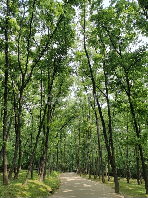 나무배경,나무,초록풍경,여름,숲길,식물,자연,plants,nature,나무,trees,wood