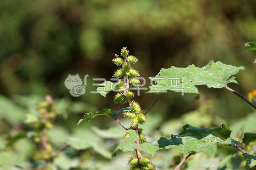 식물,plant,열매,도꼬마리,큰도꼬마리,가시