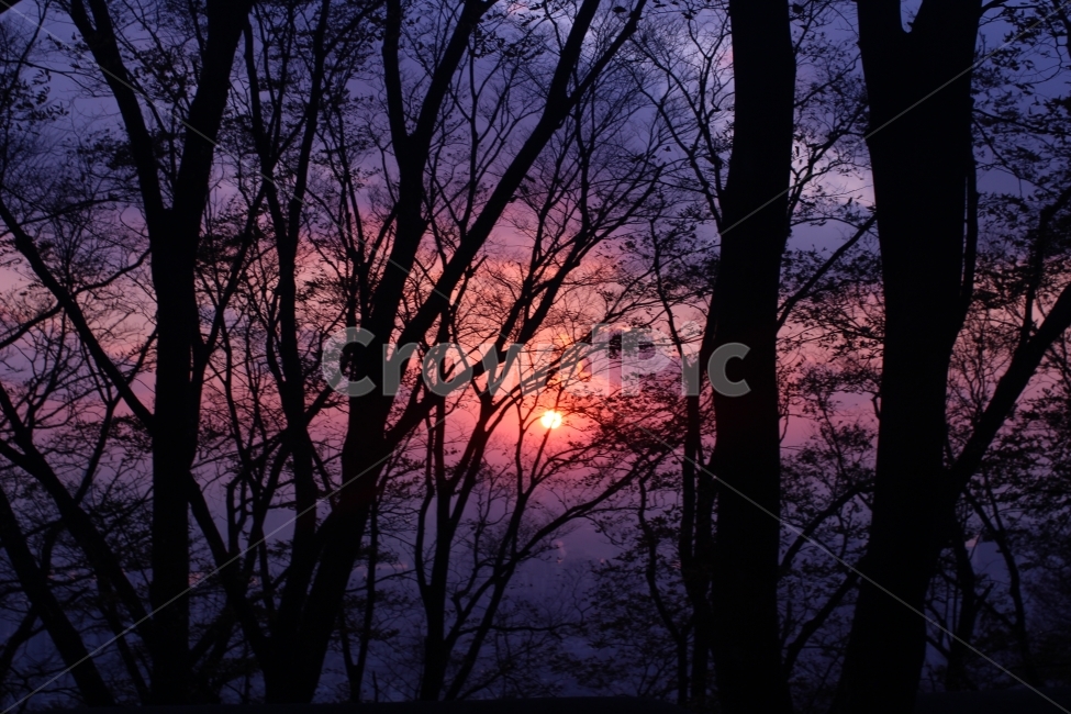 일몰,하늘,구름,몽환적,숲,자연,풍경,nature,landscape,식물,plants,나무,trees,wood,실루엣,그림자,silhouette,shadow,outdoors,옥외,dusk,황혼,dawn,새벽,red sky,붉은 하늘,sky,sunset