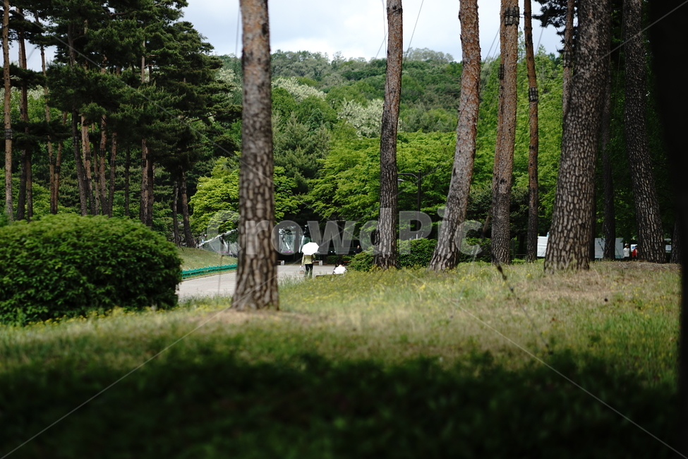 나무,공원,풀,소나무,여름,녹음,잔디,산,정돈,자연,풍경,nature,landscape,식물,plants,나무,trees,wood,tree,plant,grass,tree trunk,나무 줄기
